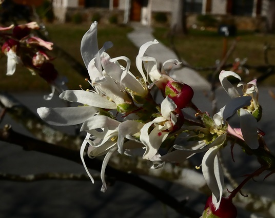 {Amelanchier alabamensis}